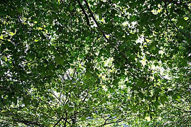 《生化危机》手游版开发者：原本就想打造战略版生化游戏