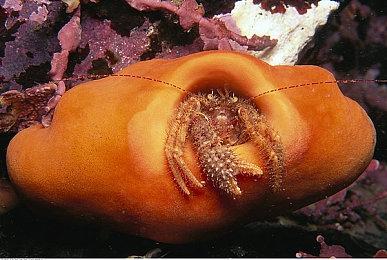 网传《GTA6》地图很大超乎想象 10月26日正式公布